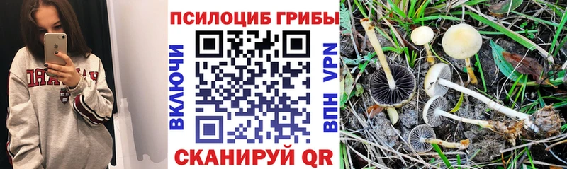Купить  Тотьма  Галлюциногенные грибы MAGIC MUSHROOMS 